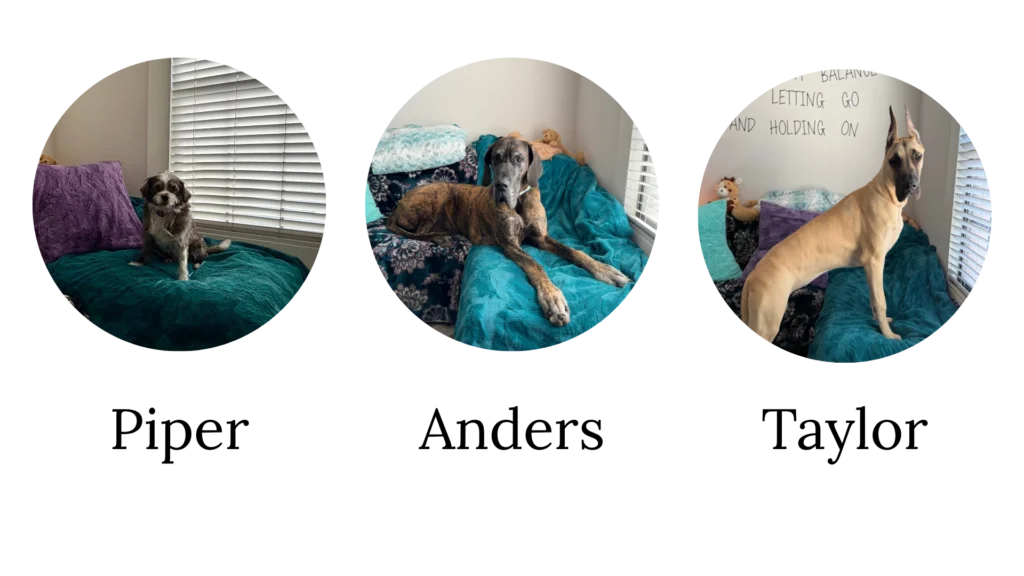 Fullerton therapist Keri Prather's supportive office dogs: Piper, and Great Danes Anders and Taylor.